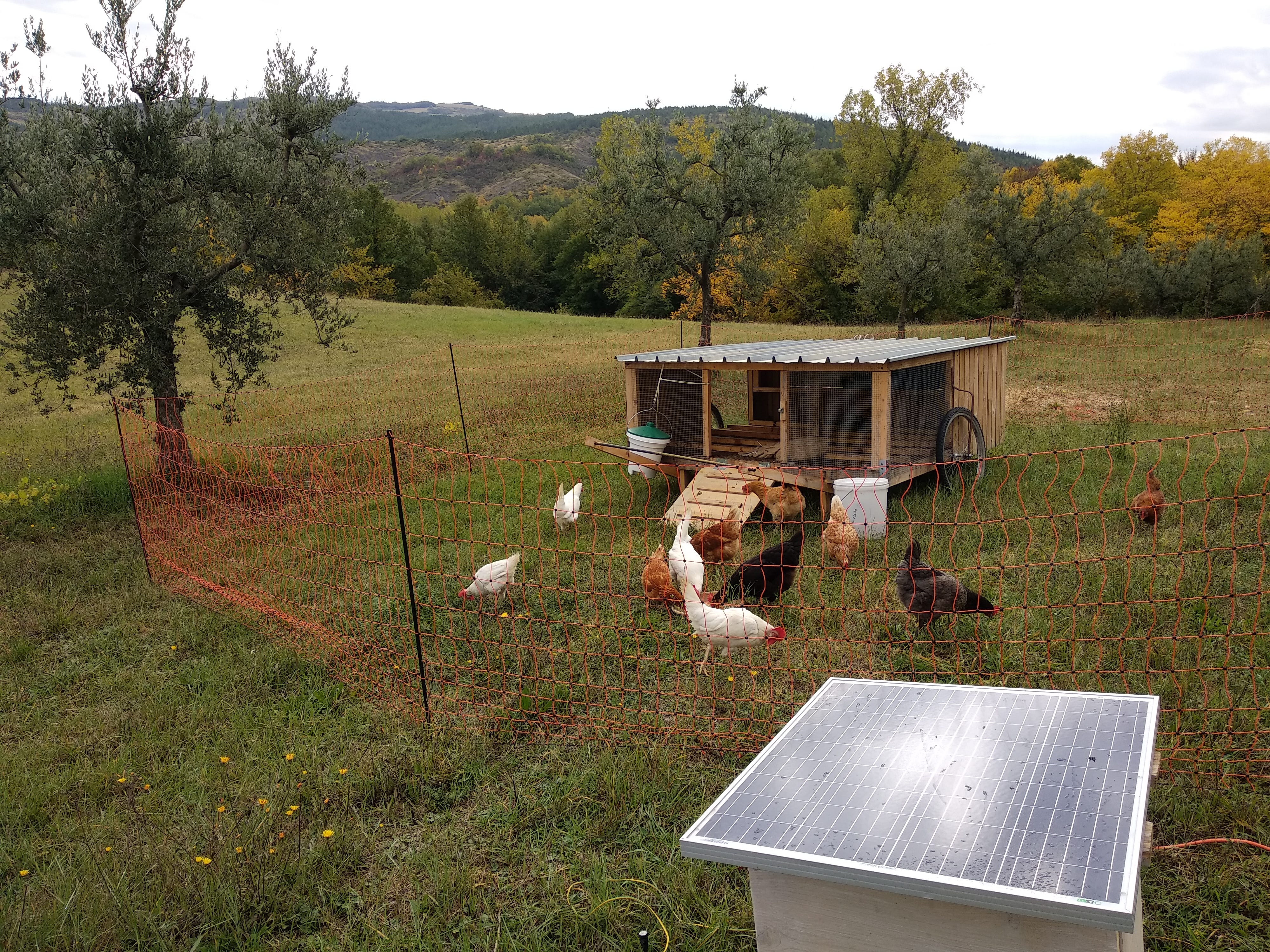 galline al pascolo