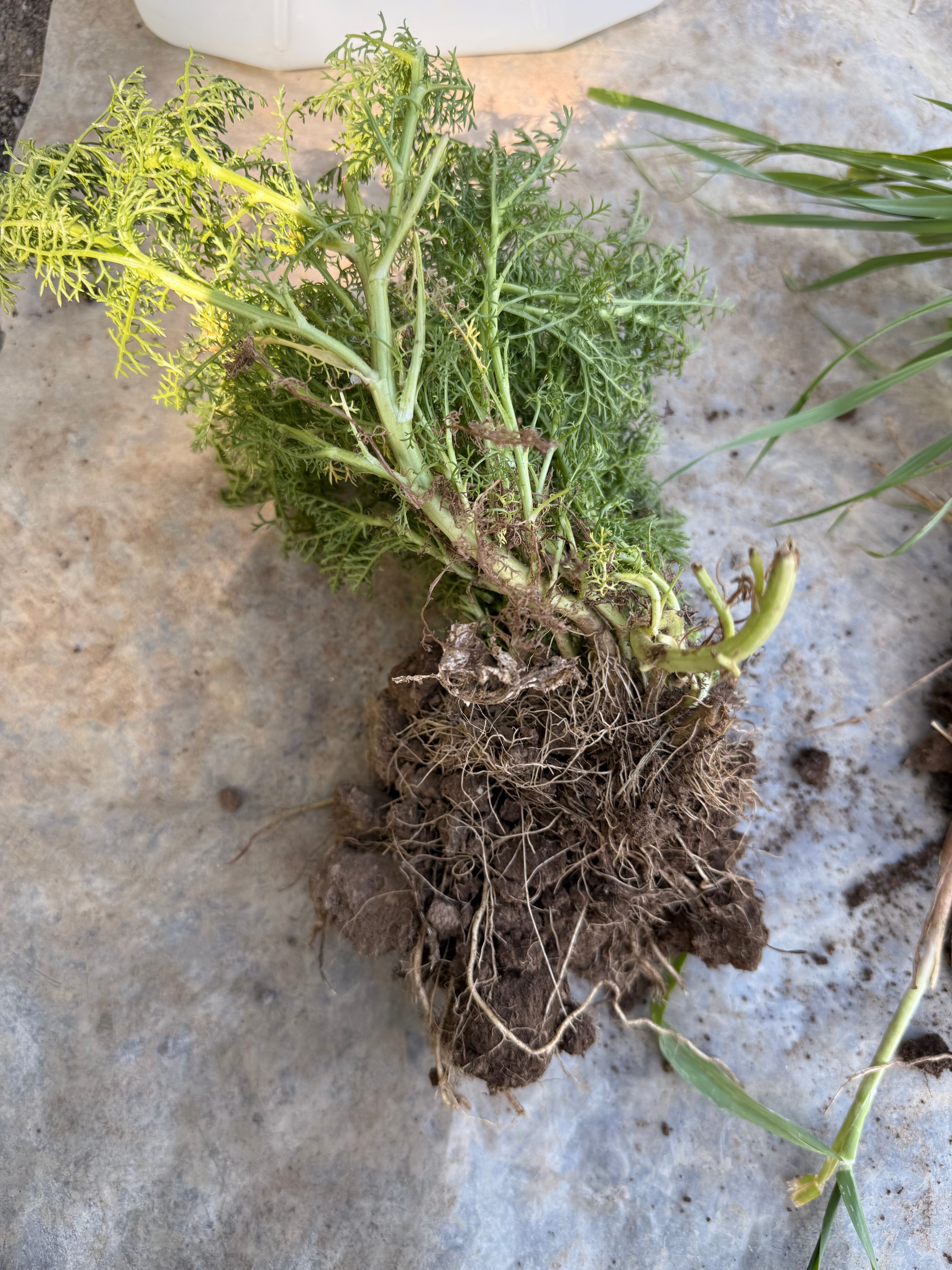 agricoltura rigenerativa