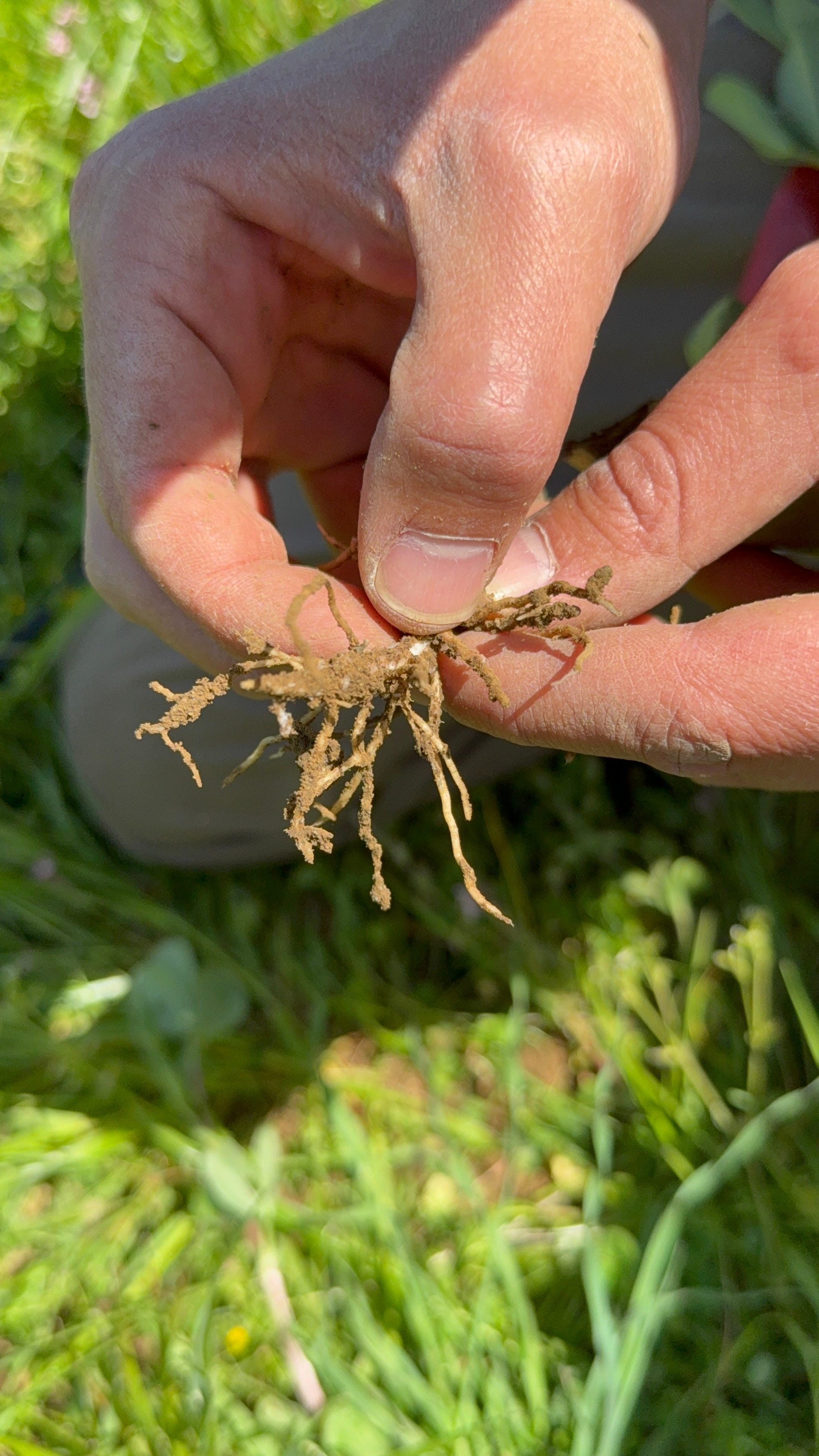 agricoltura rigenerativa