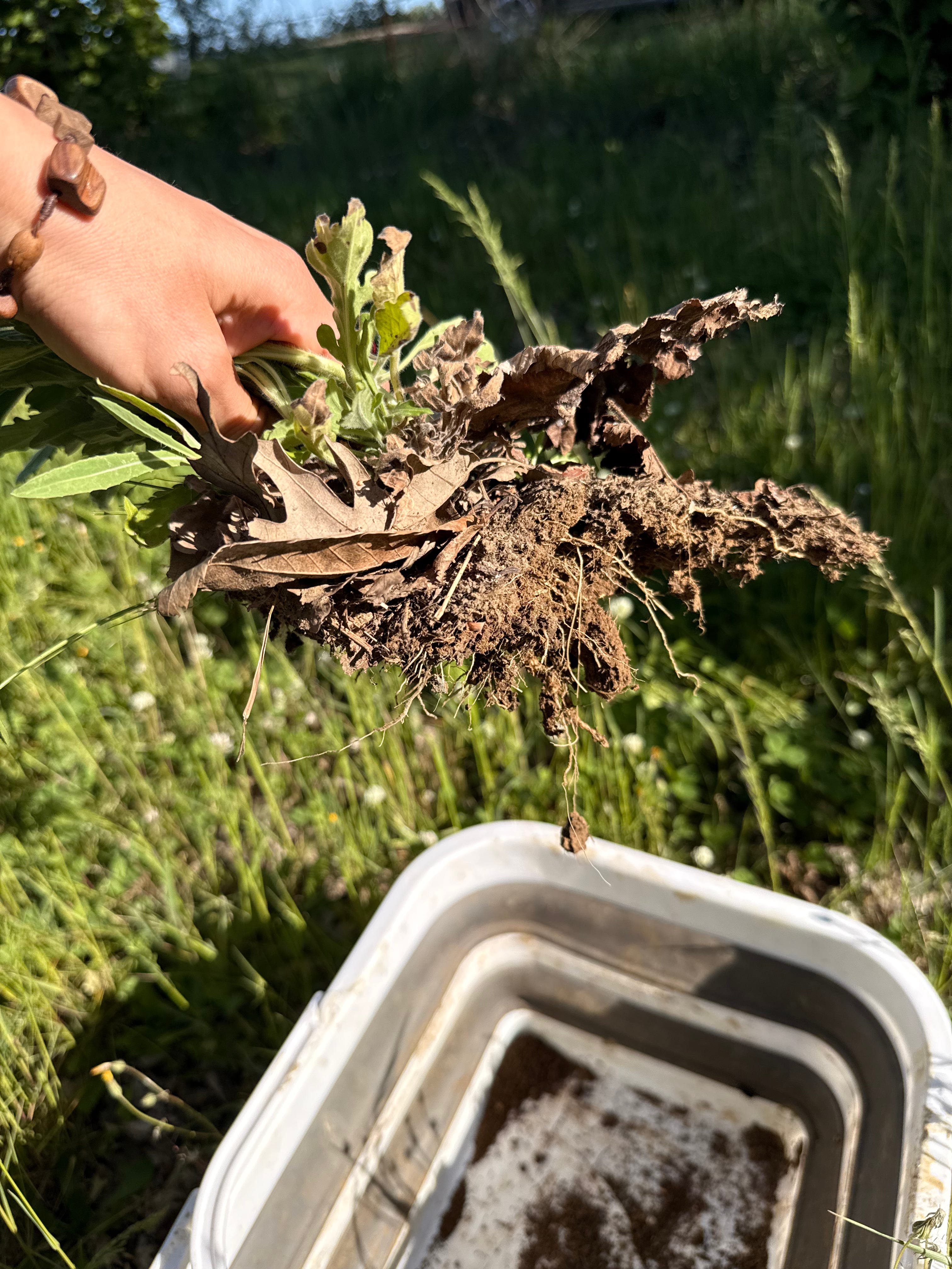 agricoltura rigenerativa