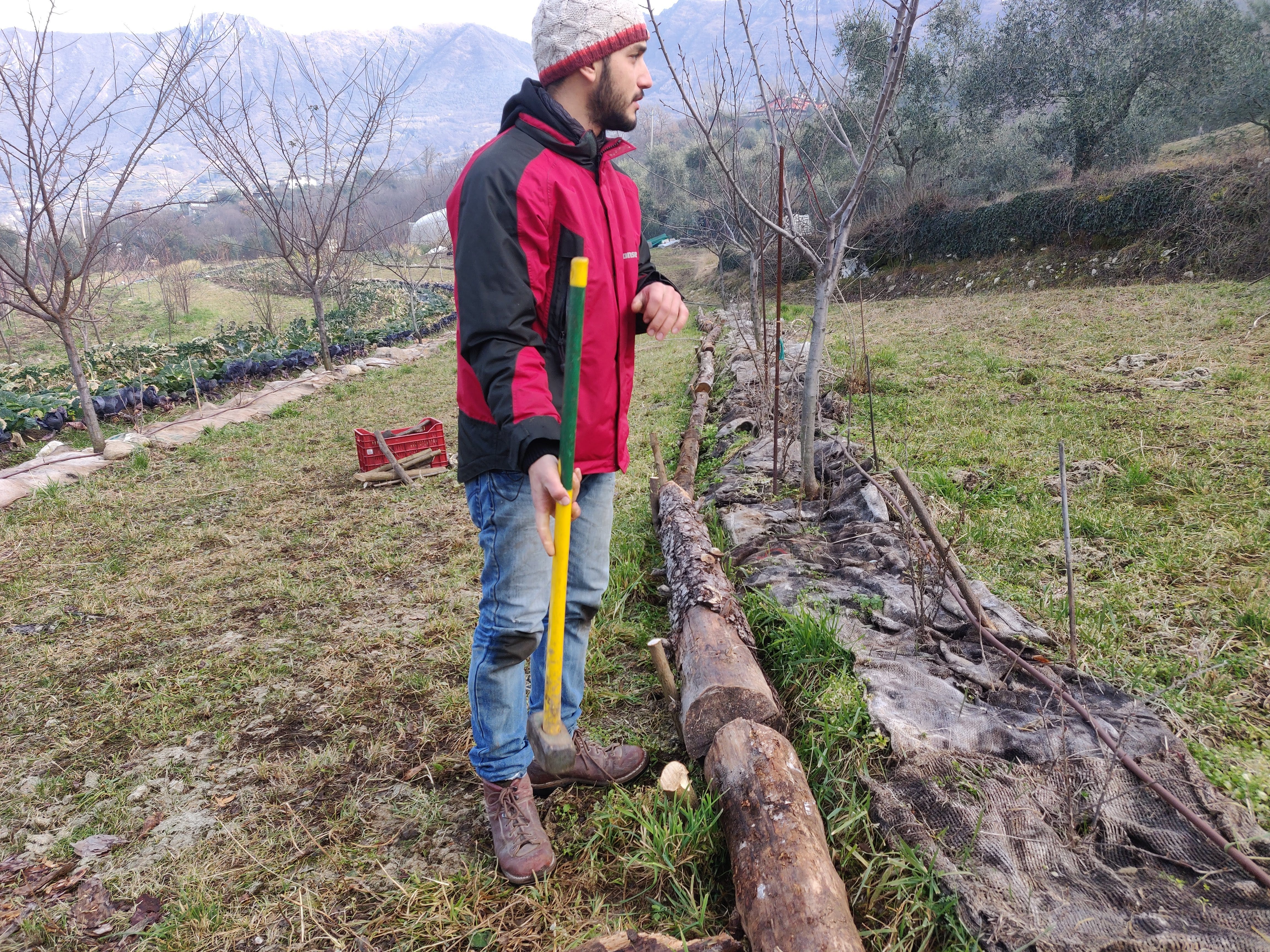 agroforesta